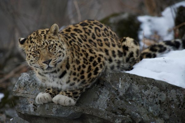 Дальневосточный леопард в заповеднике "Кедровая падь". 2000-е годы