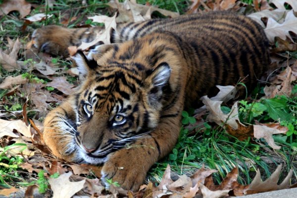 Амурский тигр в осенней листве